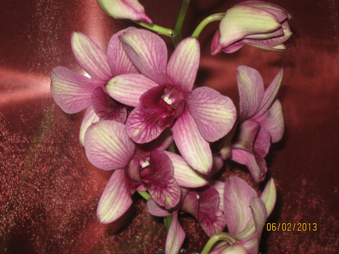 DENDROBIUM PHALAENOPSIS - 1-Orhideele mele dragi
