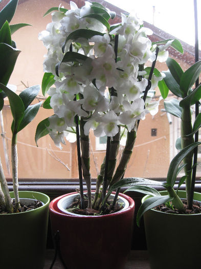 DENDROBIUM NOBILE - 1-Orhideele mele dragi