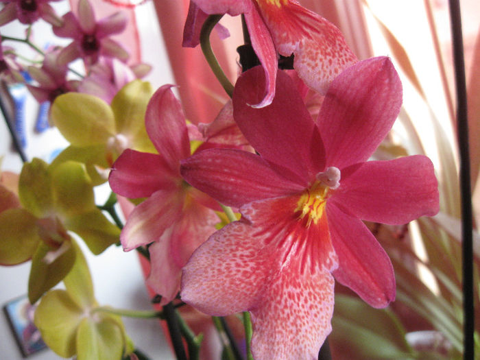 CAMBRIA - 1-Orhideele mele dragi