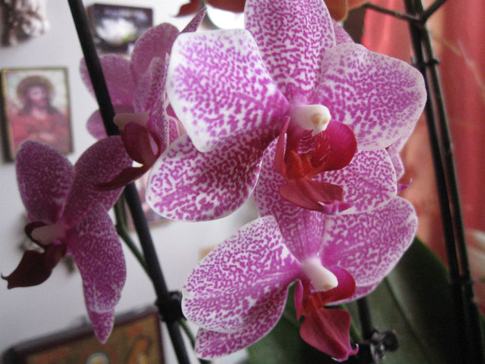 PHALAENOPSIS - 1-Orhideele mele dragi