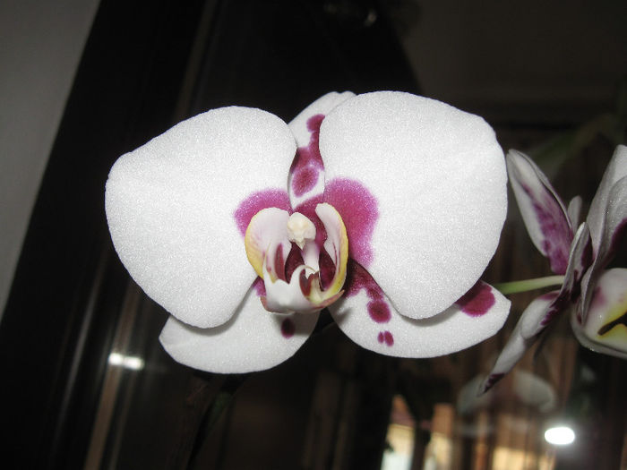IMG_0101 - 1-Orhideele mele dragi