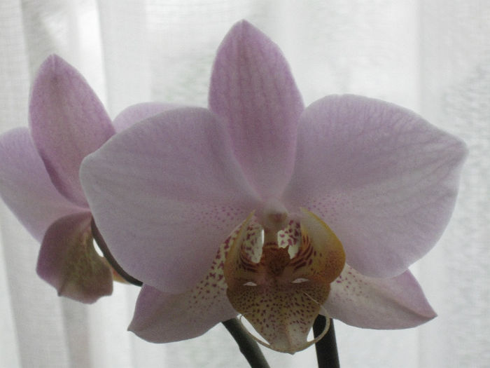 PHALAENOPSIS - 1-Orhideele mele dragi