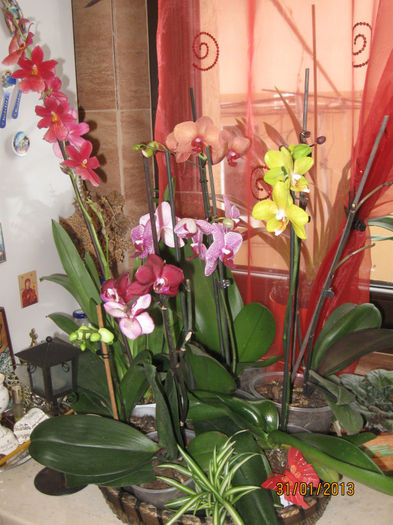 cos cu orhidee - 1-Orhideele mele dragi