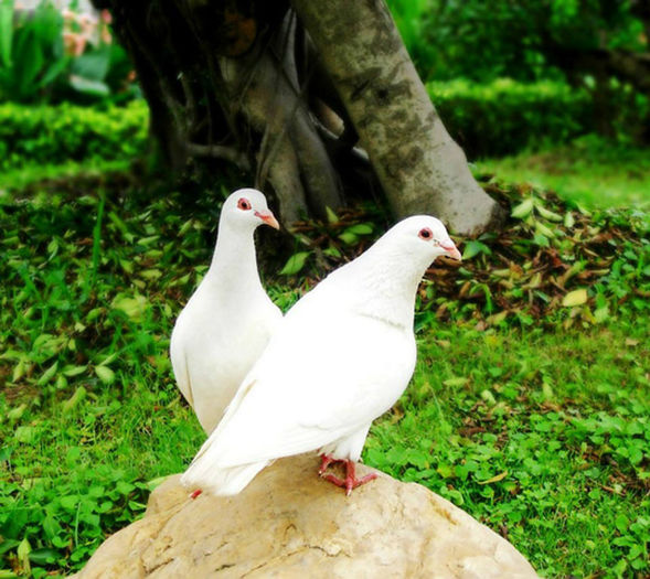  - PIgeONs