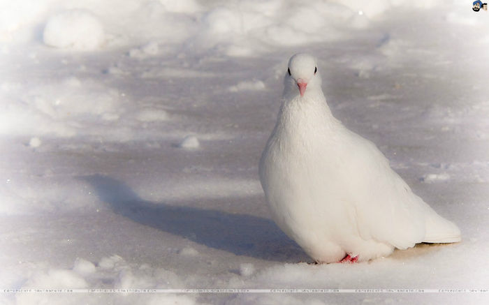  - PIgeONs