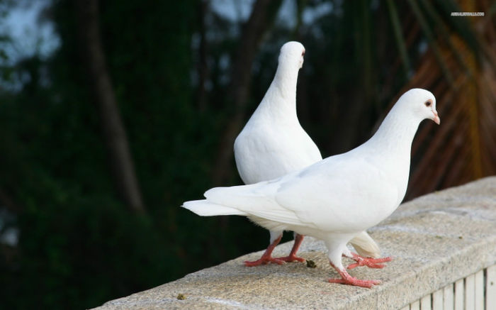  - PIgeONs