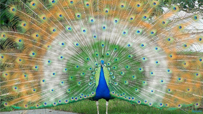  - PEacOCk