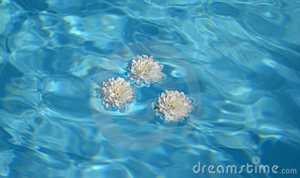  - FLowERs ON waTEr