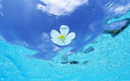  - FLowERs ON waTEr