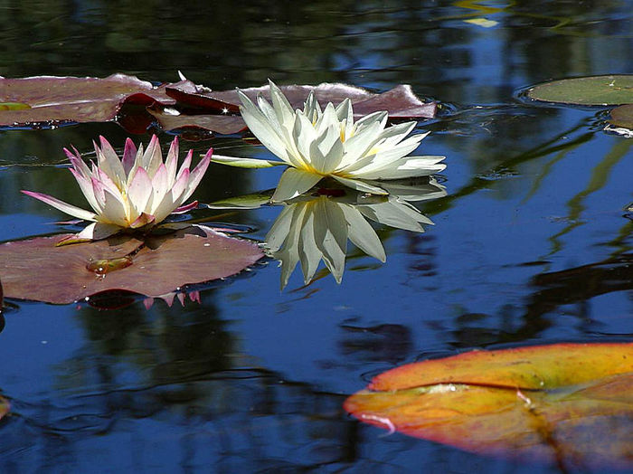  - FLowERs ON waTEr