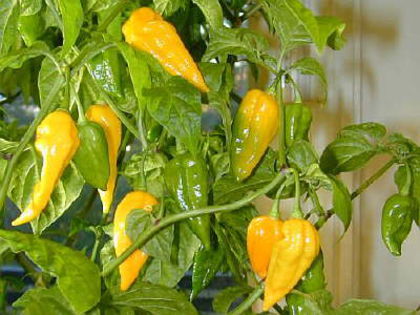 Fatalii