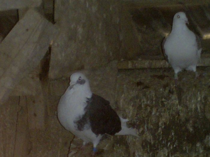 listi de la MihaiCatalin