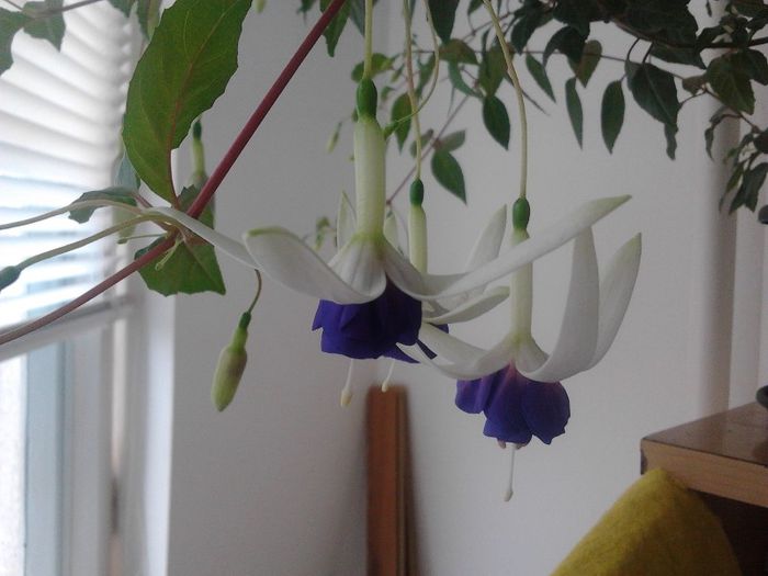 F. Blue Sarah - fuchsia