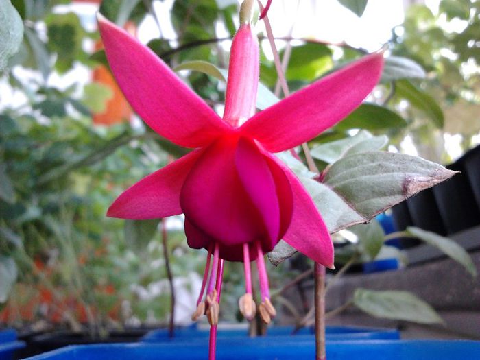 F. Marinka - fuchsia