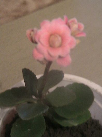 roz batut - Kalanchoe