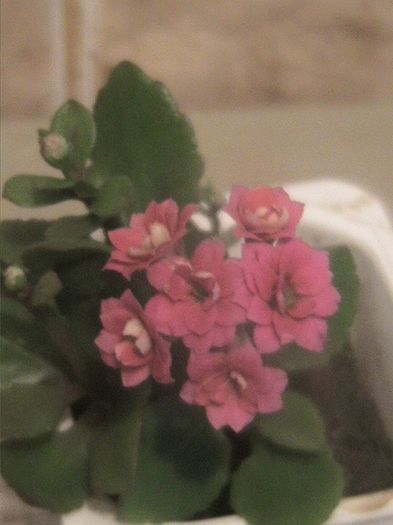 mov - Kalanchoe