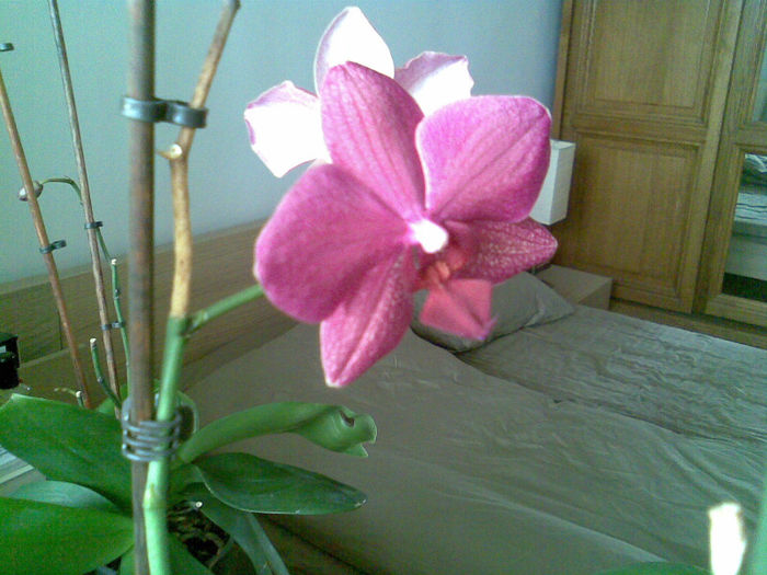 "Orhidee cadou -martie2012" - 0011 ORHIDEE 2013