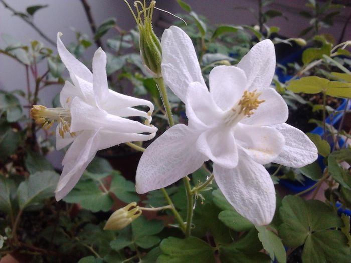 Aq. winky alb - aquilegia