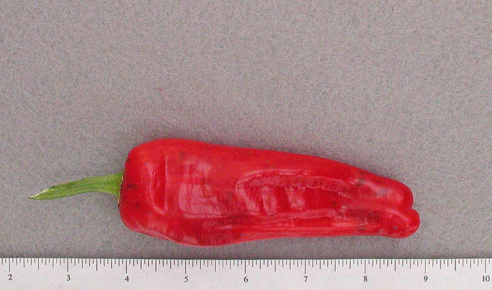 Friariello