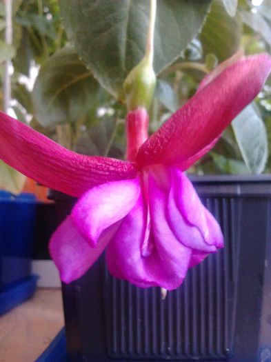 F. Bella Rosella - fuchsia