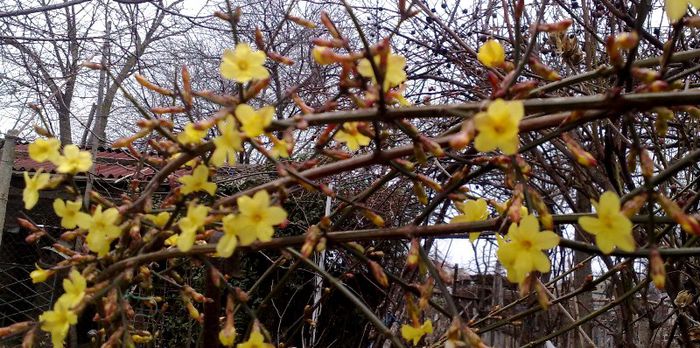 jasminum nudiflorum