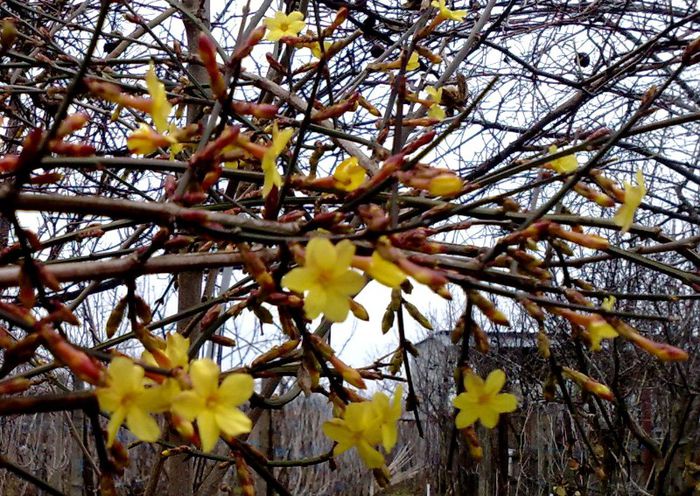 Jasminum nudiflorum_iasomie de iarna 15 lei