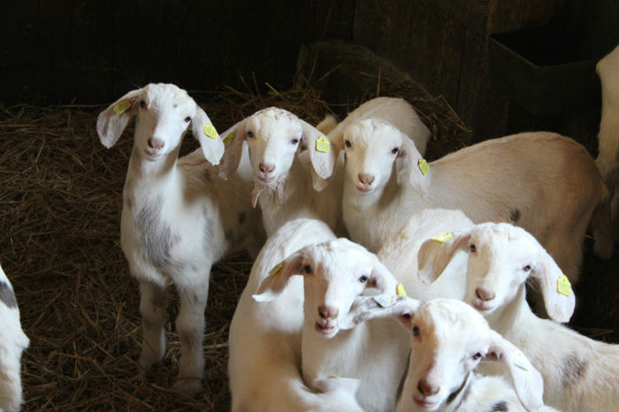 metisi Sanne -anglo nubier