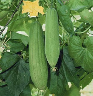 LUFFA CYLINDRICA - LEGUME 2012