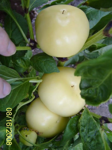 Alma Paprika