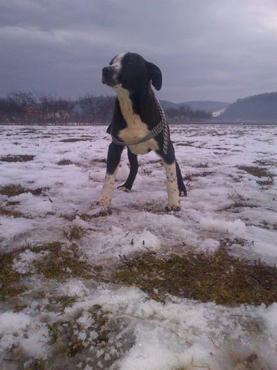 mascul pitbull 3 luni - de vanzare 2013