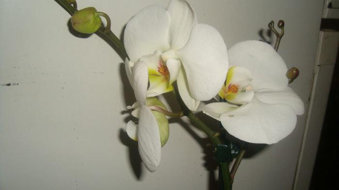 1.2 - Phalaenopsis