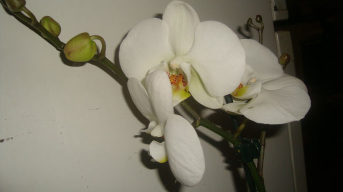 1.4 - Phalaenopsis