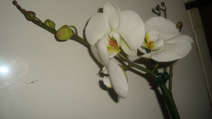 1.5 - Phalaenopsis