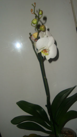 1.7 - Phalaenopsis