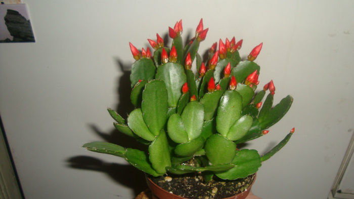3-Rhipsalidopsis rosu - Cactusi de Paste
