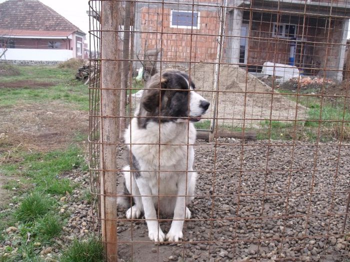 Lucky; Un metis de saint-bernard cu ciobanesc de bucovina(femela)11luni
