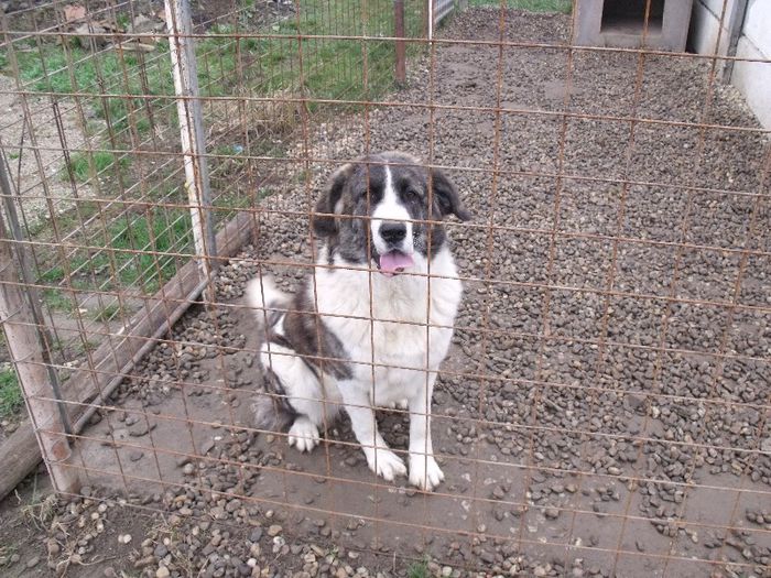 Lucky; Un metis de saint-bernard cu ciobanesc de bucovina(femela)11luni
