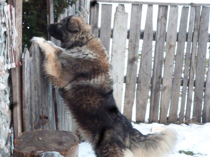 catea; ciobanesca de oi
