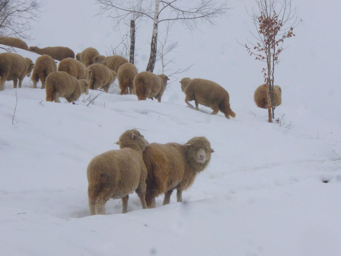 oi; oite turma mioare iarna iernat munte simon vladela bran ciobanie
