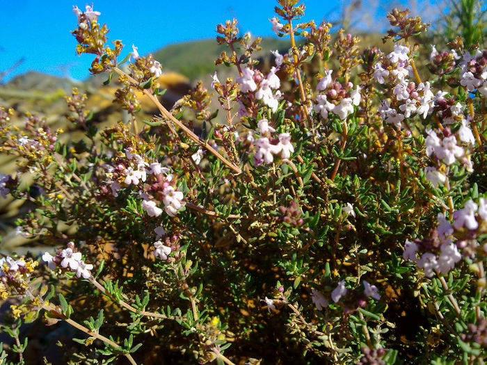aromatica a inflorit; sper s-o recunosti
