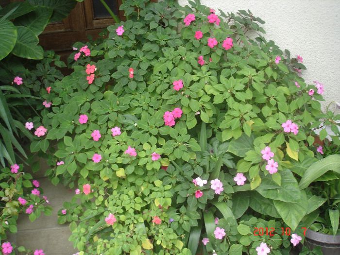 DSC00746 - impatiens