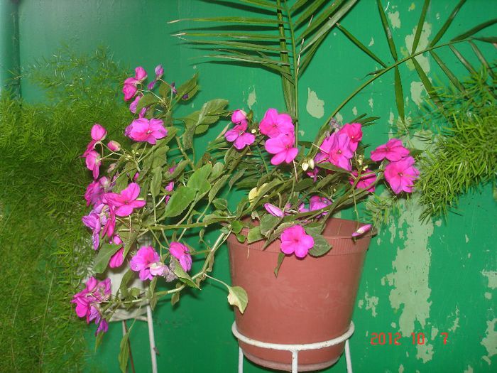 DSC00754 - impatiens