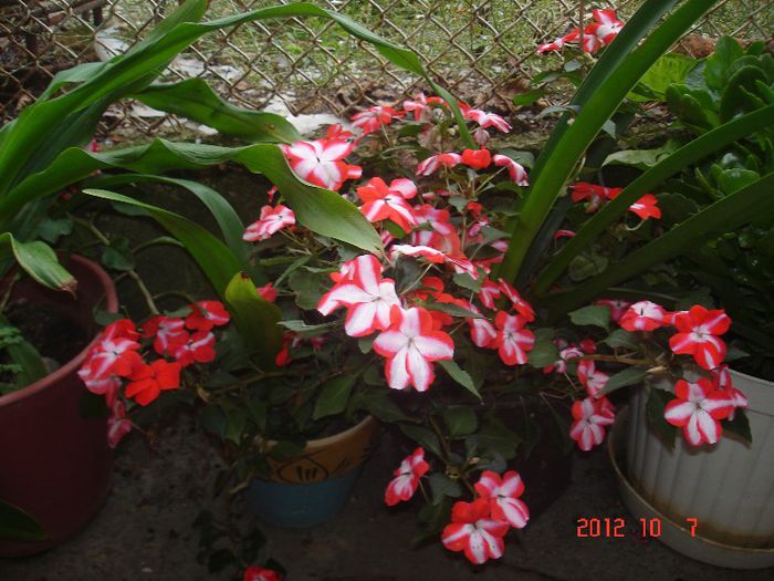 DSC00757 - impatiens