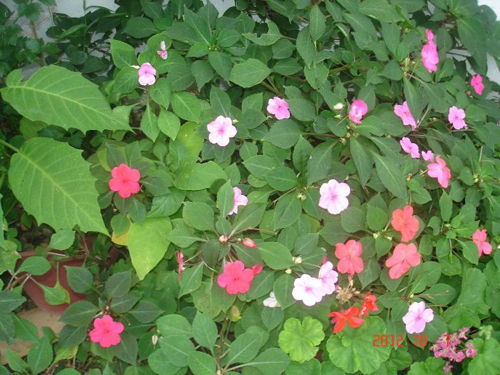 DSC00744 - impatiens