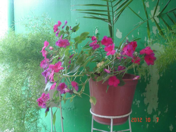 DSC00750 - impatiens