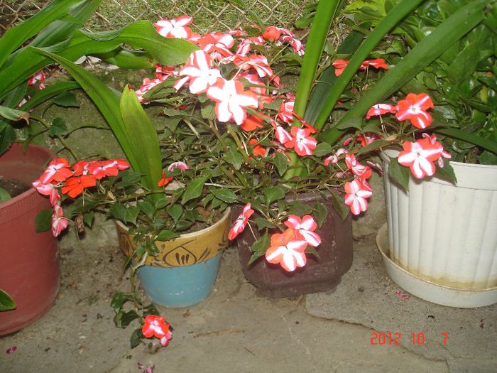 DSC00758 - impatiens