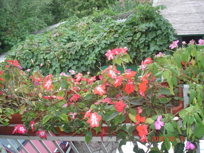 DSC00769 - impatiens