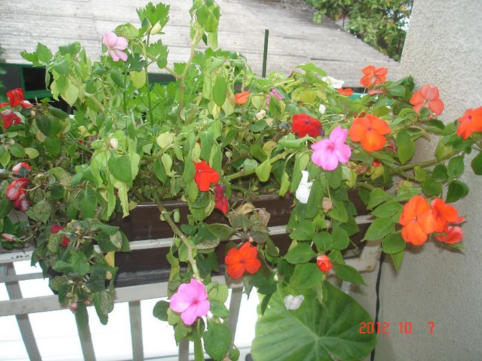 DSC00772 - impatiens