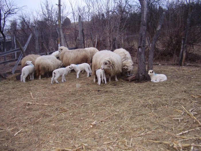 P128; primii miei 2013
