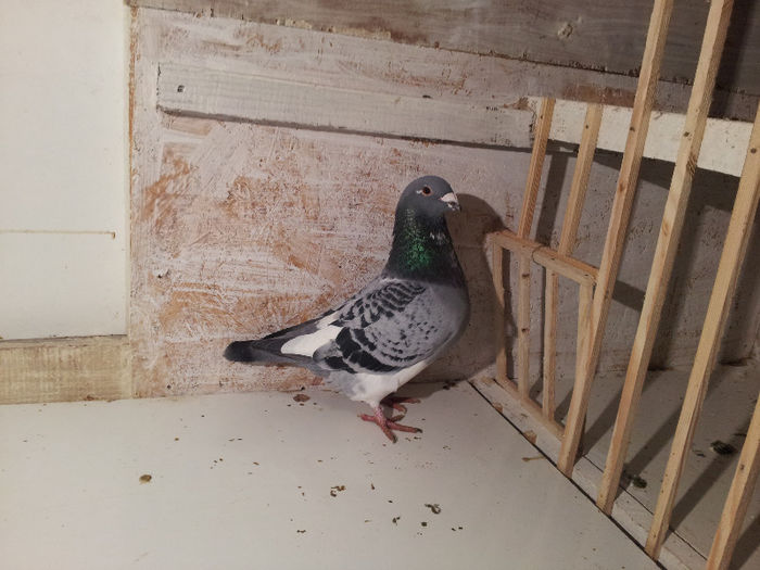 20130214_182747 - Voiajori Standard